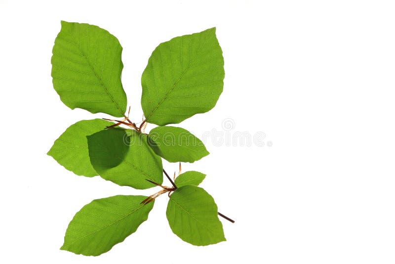 Europese beuk & x28; Fagus sylvatica& x29; royalty-vrije stock afbeelding Europese beuk & x28; Fagus sylvatica& x29; royalty-vrije stock afbeelding