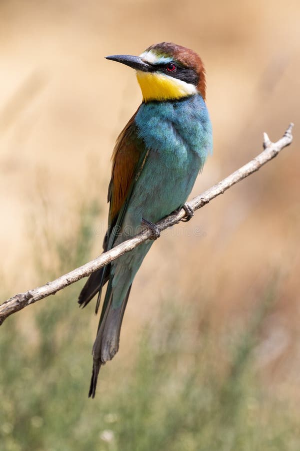 Europese bijeneter, Merops apiaster, mooie, kleurrijke vogel die op een tak zit Spanje royalty-vrije stock foto's Europese bijeneter, Merops apiaster, mooie, kleurrijke vogel die op een tak zit Spanje royalty-vrije stock foto's