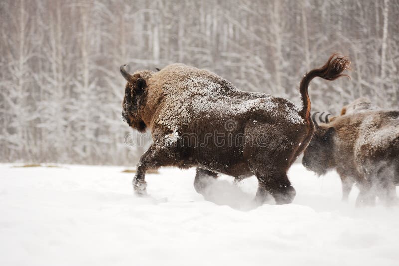 Europese bizon die in het Nationale park van Orlovskoye Polesie in Ru lopen