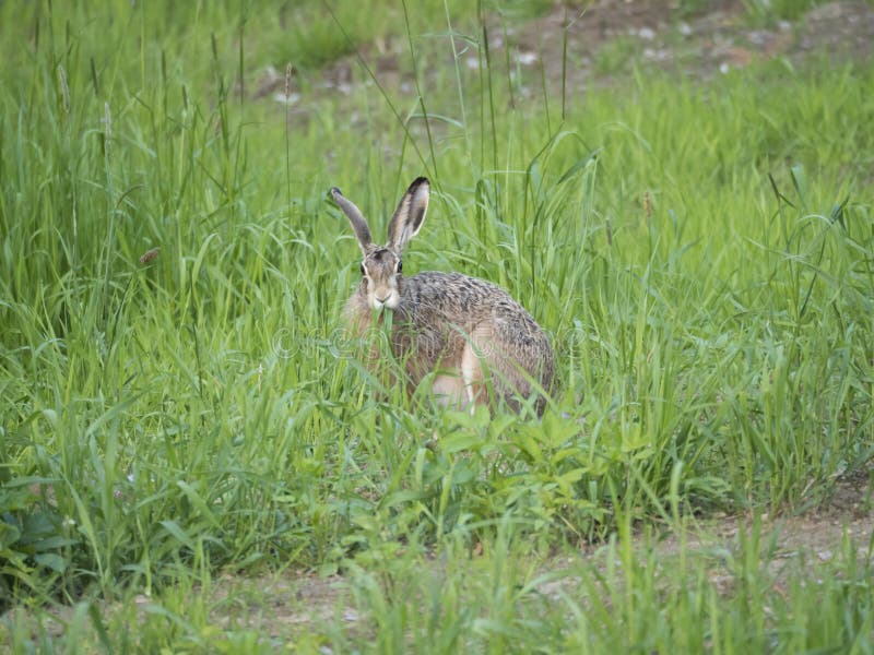 Europese europaeus van hazenlepus, die ook als bruine hazenzitting in een grasweide en het eten van gras wordt bekend gaat weg se royalty-vrije stock afbeelding Europese europaeus van hazenlepus, die ook als bruine hazenzitting in een grasweide en het eten van gras wordt bekend gaat weg se royalty-vrije stock afbeelding