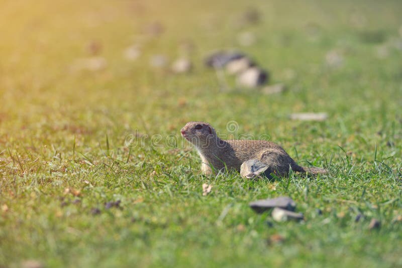 Europese grondeekhoorn die zich in het gras bevinden Het Wildscène van Spermophiluscitellus van aard De eekhoorn van de grond op stock afbeelding Europese grondeekhoorn die zich in het gras bevinden Het Wildscène van Spermophiluscitellus van aard De eekhoorn van de grond op stock afbeelding