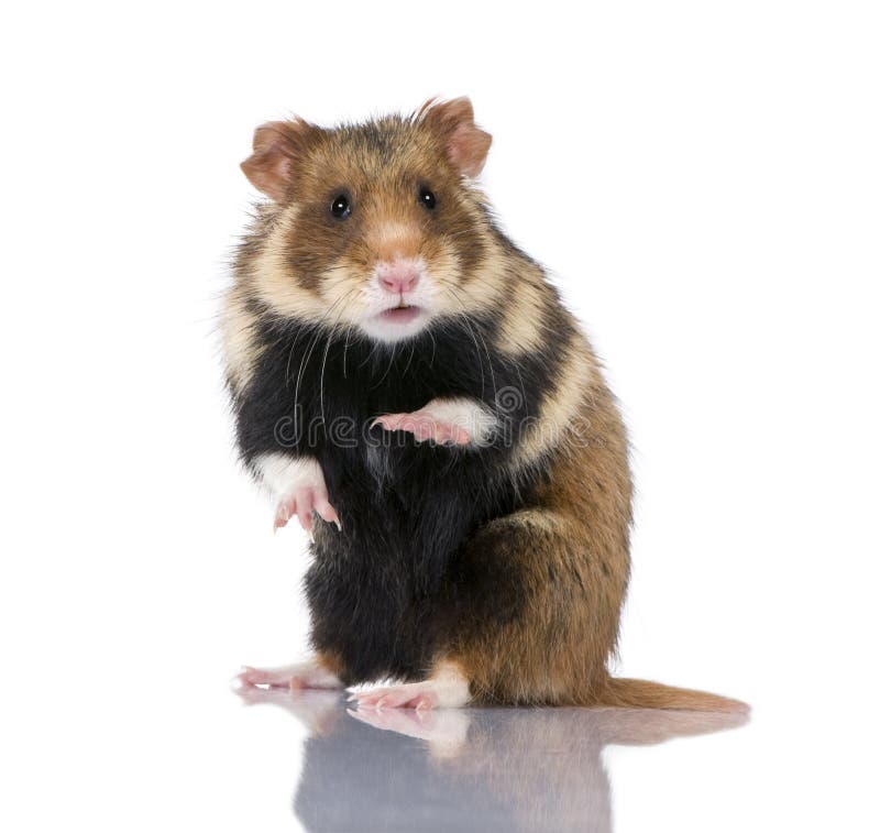 Europese Hamster tegen witte achtergrond stock foto's Europese Hamster tegen witte achtergrond stock foto's