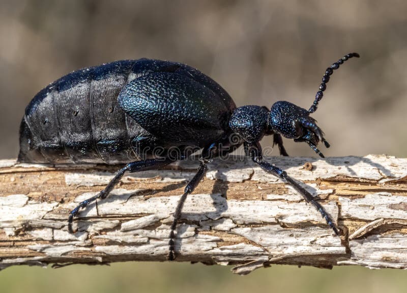 Oliekevers (Meloe proscarabaeus) royalty-vrije stock foto's