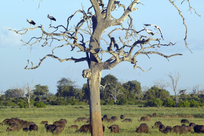 Europese ooievaars in boom en kaapbuffels bij zonsondergang in het Nationale park van Tsavo, Kenia, Afrika royalty-vrije stock fotografie Europese ooievaars in boom en kaapbuffels bij zonsondergang in het Nationale park van Tsavo, Kenia, Afrika royalty-vrije stock fotografie