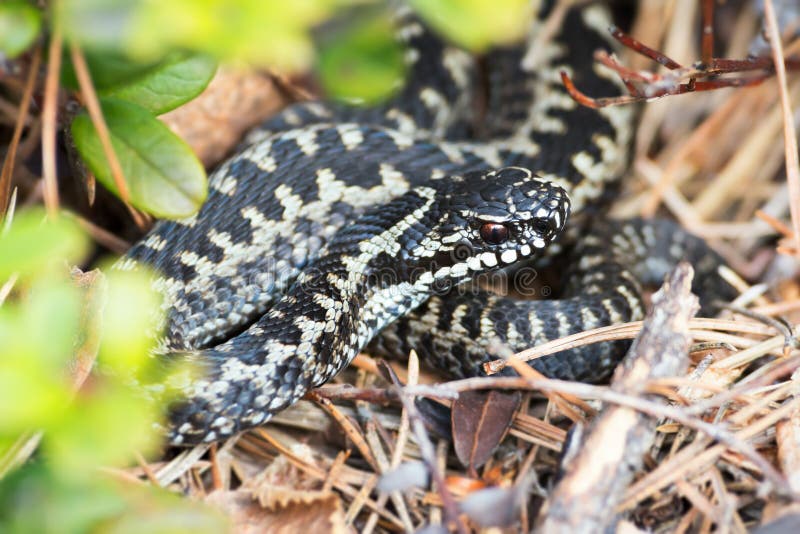 Europese opteller of Vipera-berus royalty-vrije stock fotografie Europese opteller of Vipera-berus royalty-vrije stock fotografie