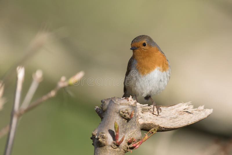 Europese Robin, Robin, Erithacus-rubecula royalty-vrije stock foto's Europese Robin, Robin, Erithacus-rubecula royalty-vrije stock foto's