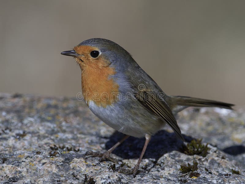 Europese Robin Erithacus-rubecula stock afbeelding Europese Robin Erithacus-rubecula stock afbeelding
