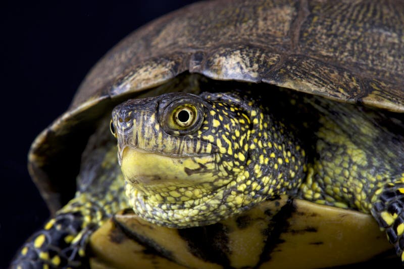 The European pond turtle (Emys orbicularis) is an endangered reptile species found in Southern Europe. The European pond turtle (Emys orbicularis) is an endangered reptile species found in Southern Europe.