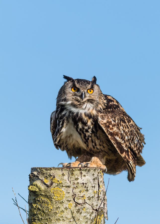 Europeu Eagle Owl On Log foto de stock Europeu Eagle Owl On Log foto de stock