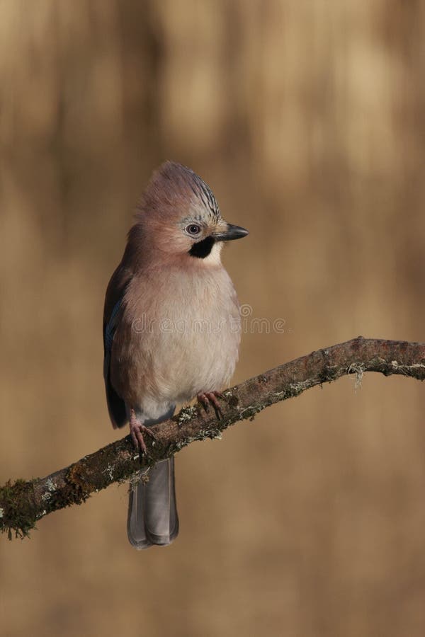 Europäer-Jay Garrulus-glandarius Vogel stockfotos Europäer-Jay Garrulus-glandarius Vogel stockfotos