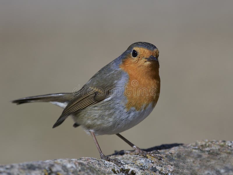 Europäer-Robin Erithacus-rubecula lizenzfreie stockbilder Europäer-Robin Erithacus-rubecula lizenzfreie stockbilder