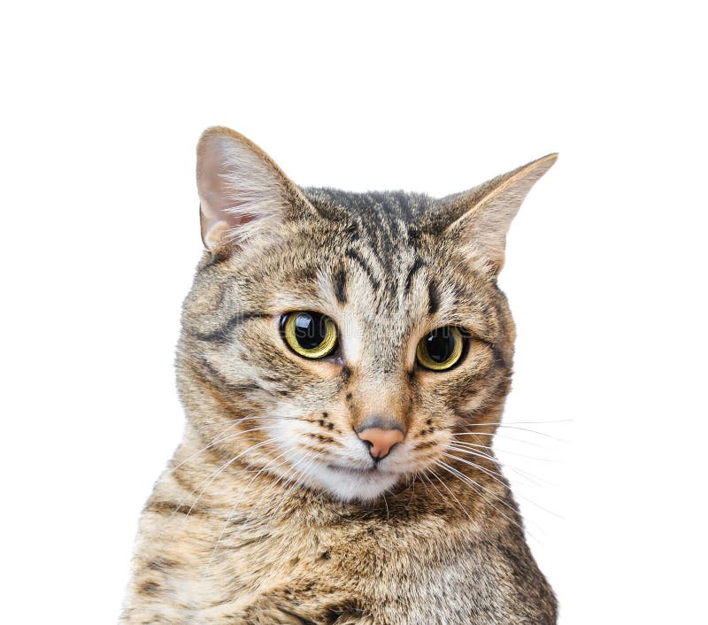 Europäisch Kurzhaar Katze