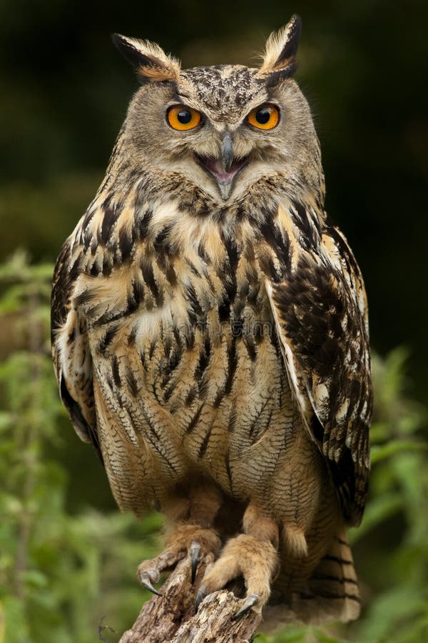 Europäische Adler-Eule - Hochländer von Schottland Europäische Adler-Eule - Hochländer von Schottland