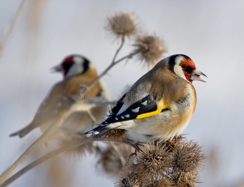Two European Goldfinches sitting on burdock. Two European Goldfinches sitting on burdock.