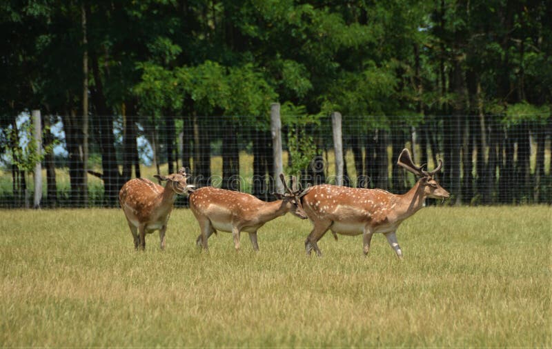 Europäische Hirsche in einem speziellen Bauernhof, wo sie von den Besuchern gesehen werden können