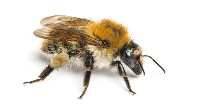 Europäische Honigbiene, API mellifera, lokalisiert