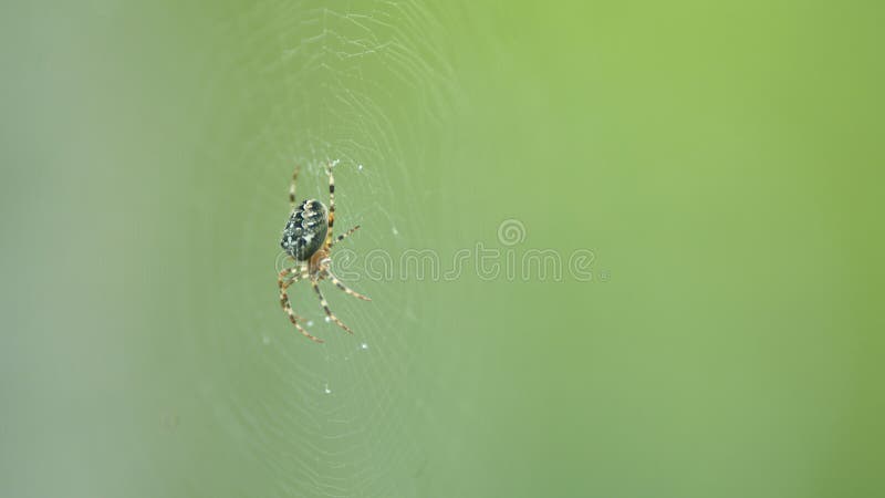 Close up. European cross spider or araneus diadematus, on web and prey. Close up. European cross spider or araneus diadematus, on web and prey.