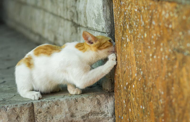 Europäische Kurzhaarkatze, die heraus versteckende Maus zum ehrlichen Duell nennt lizenzfreie stockfotografie Europäische Kurzhaarkatze, die heraus versteckende Maus zum ehrlichen Duell nennt lizenzfreie stockfotografie
