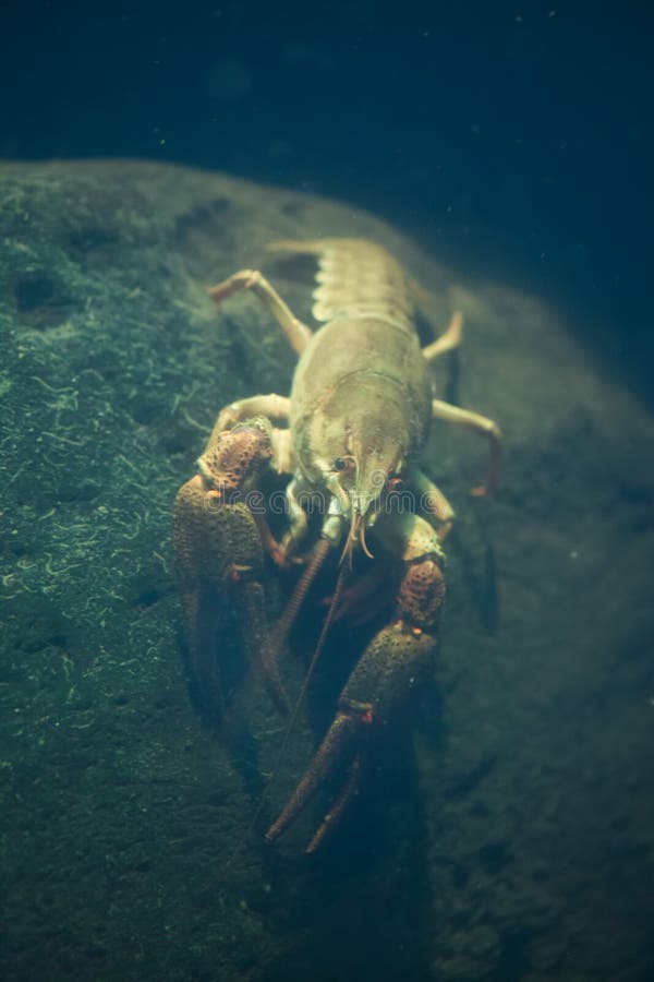 Europäische Panzerkrebse, Astacus Astacus Im Teich Stockfoto Bild von