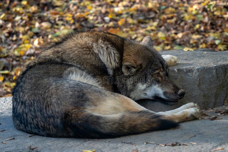 Europäischer grauer Wolf Canis Lupus Lupus lizenzfreies stockbild Europäischer grauer Wolf Canis Lupus Lupus lizenzfreies stockbild