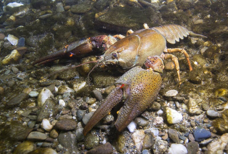 Europäische Panzerkrebse, Astacus Astacus Im Teich Stockfoto Bild von