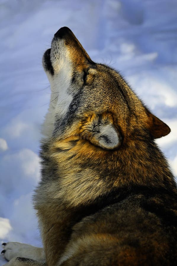 Europäischer Wolf Heulens Europäischer Wolf Heulens