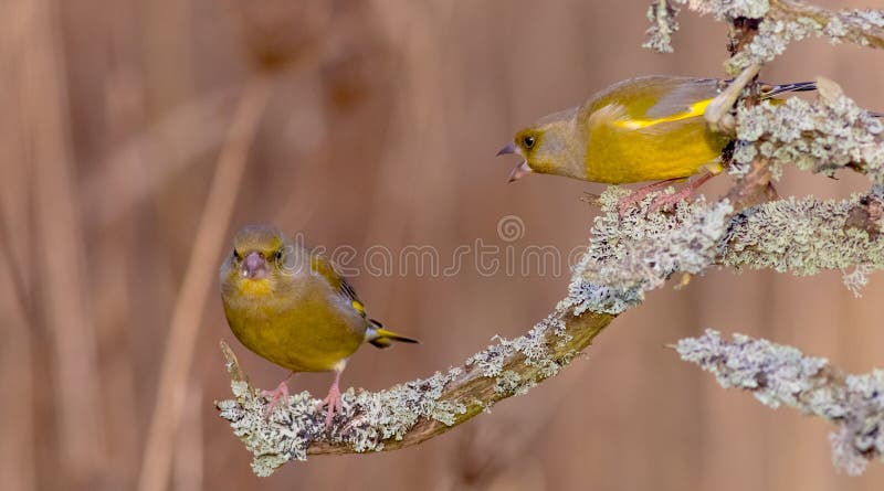 Europé Greenfinch - Chlorischloris fotografering för bildbyråer Europé Greenfinch - Chlorischloris fotografering för bildbyråer