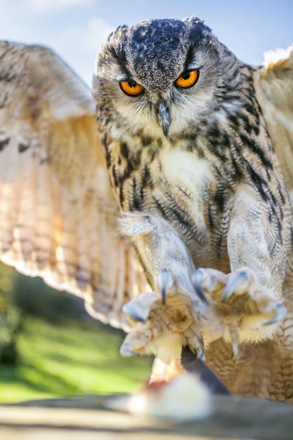 Européen Eagle Owl