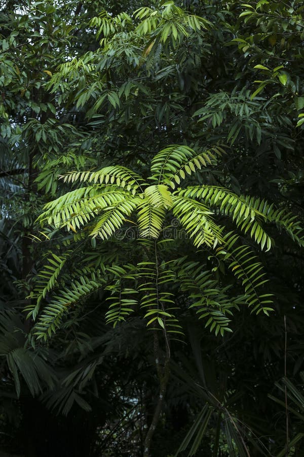 Tongkat Ali Leaf Stock Photos Free & RoyaltyFree Stock Photos from