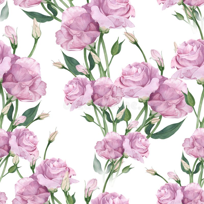 Eustoma - Blumen und Knospen Collage von Blumen, von Blättern und von Knospen lizenzfreie abbildung