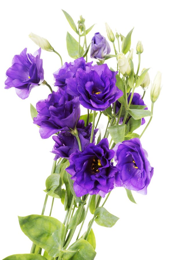 Eustoma púrpura de la flor de la ventaja