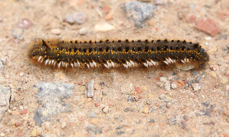 Euthrix Potatoria Caterpillar su terra fotografia stock libera da diritti Euthrix Potatoria Caterpillar su terra fotografia stock libera da diritti