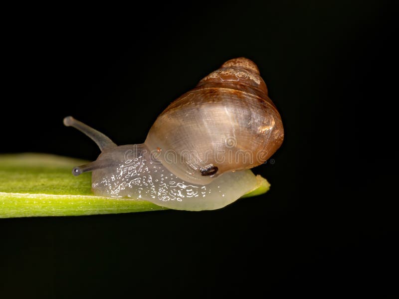 Euthyneuran Gastropod of the Infraclass Euthyneura