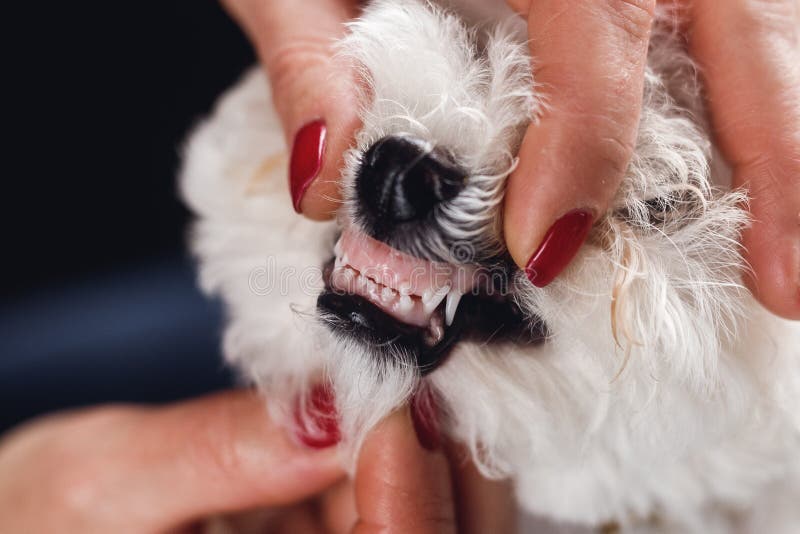 Evaluation of Teeth Bichon Frize Stock Image Image of evaluation