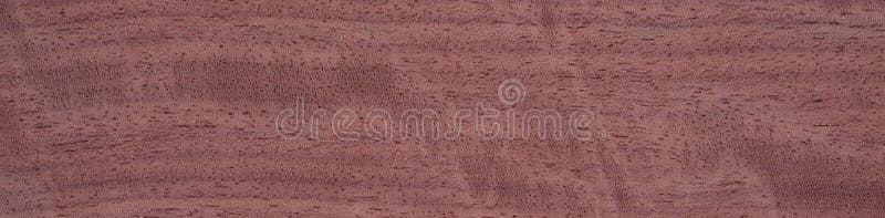 Evaporated lime veneer with a fine, even grain and soft beige color stock images