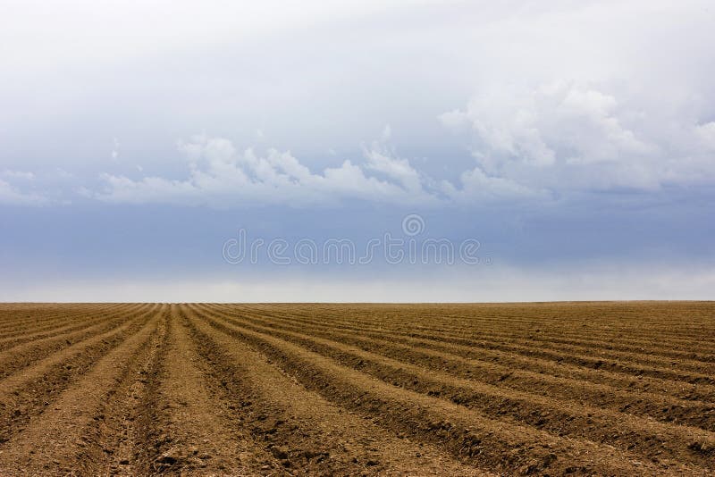 Evening Field