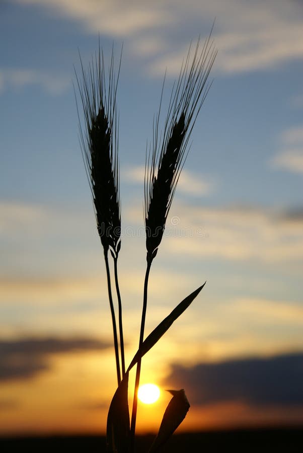 Evening on the field