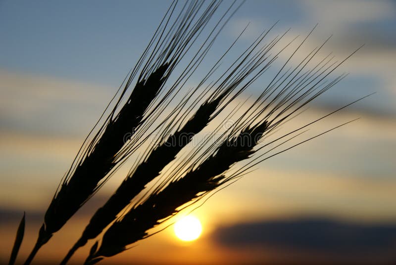 Evening on the field