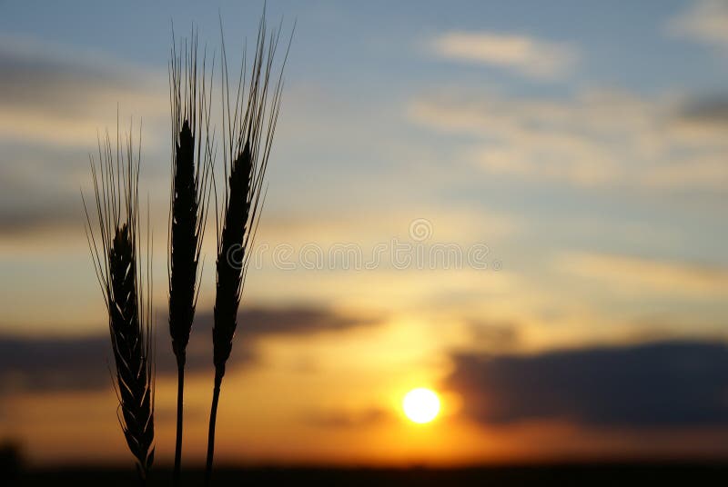 Evening on the field