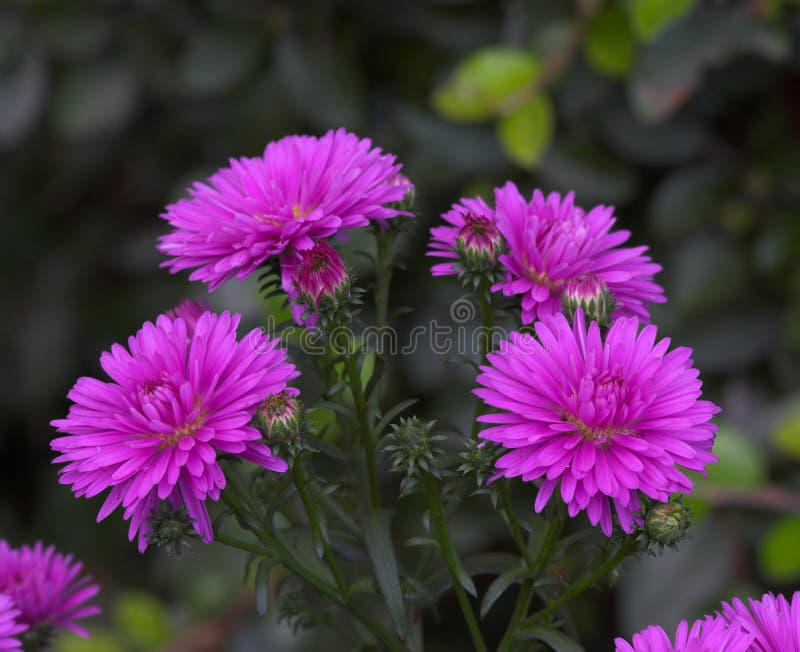 Evening flowers stock image. Image of color, floral, flower 1973555
