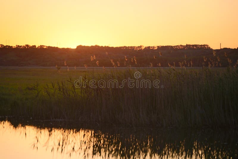 Evening landscape in the summer evening. Flora, scenic.