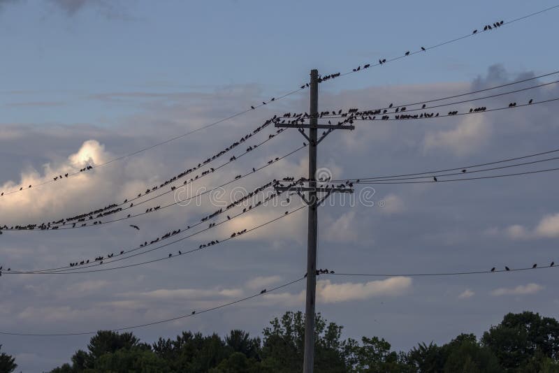 large flocks of blackbirds large flocks of blackbirds