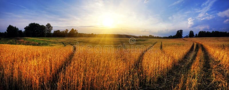 Paesaggio rurale, con campo di grano al tramonto.