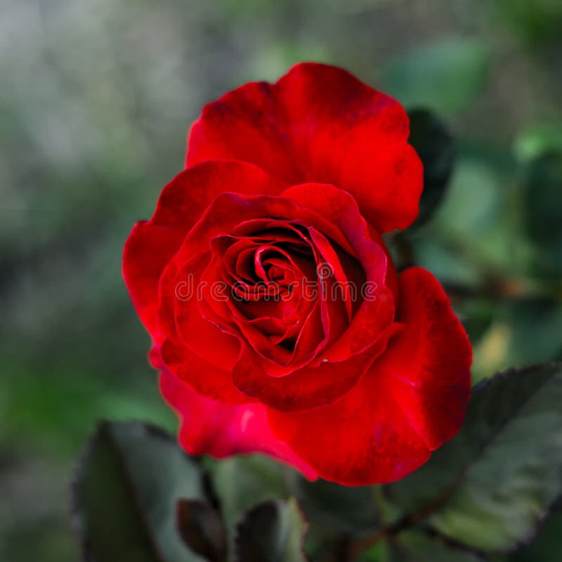 Evening Roses in the Garden Stock Image - Image of nature, close: 127163203