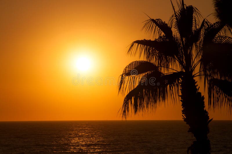 Evening sea, palm trees