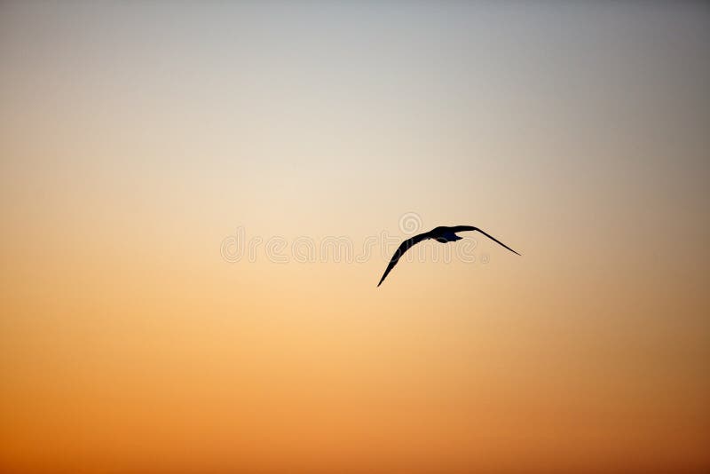 Evening Sky with Seagull royalty free stock photo
