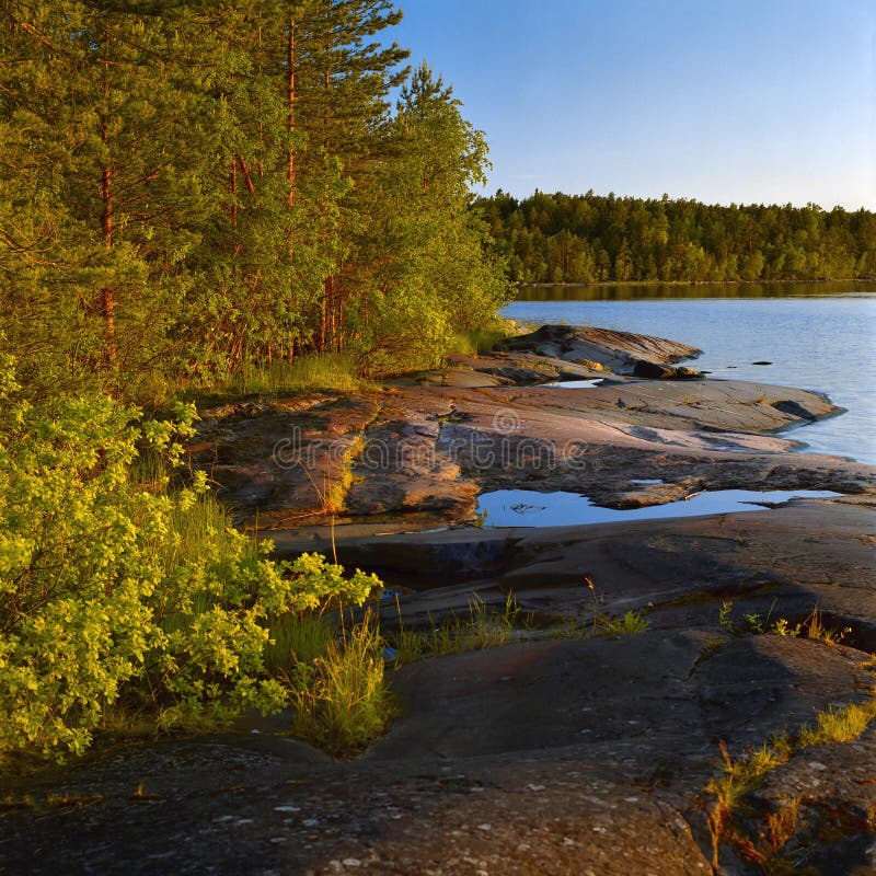 Evening at Stony Shore of Ladoga Lake Stock Photo Image of flora