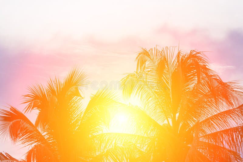 Evening Sun Shines through the Coconut in the Garden. Stock Image