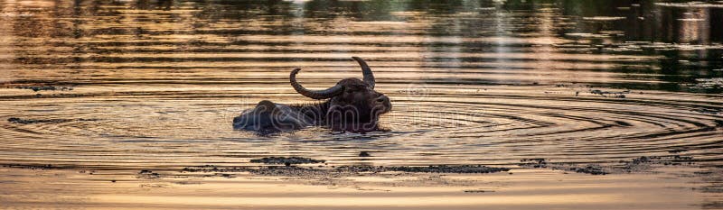 Silhouette of water buffalo in a pond with a reflection of a sunlight on water . royalty free stock photo Silhouette of water buffalo in a pond with a reflection of a sunlight on water . royalty free stock photo