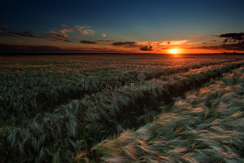 Evening wheat field. summer landscape